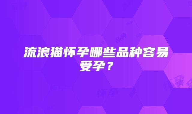 流浪猫怀孕哪些品种容易受孕?