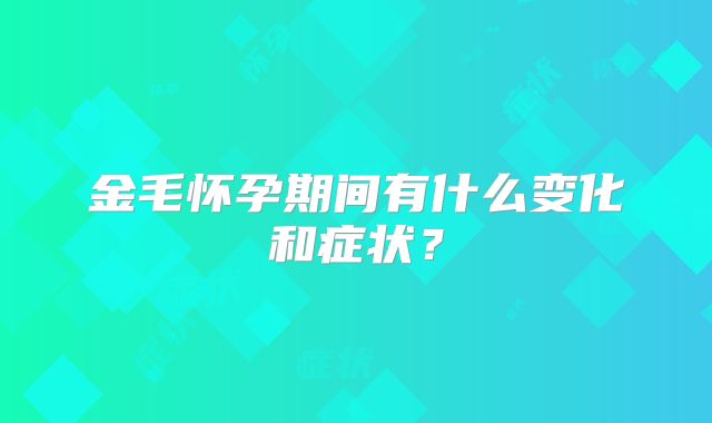 金毛怀孕期间有什么变化和症状?