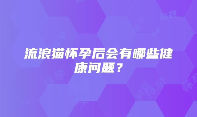 流浪猫怀孕后会有哪些健康问题?