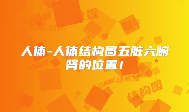 人体-人体结构图五脏六腑肾的位置！