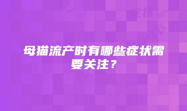 母猫流产时有哪些症状需要关注?