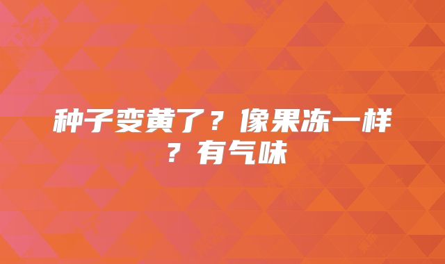 种子变黄了?像果冻一样?有气味