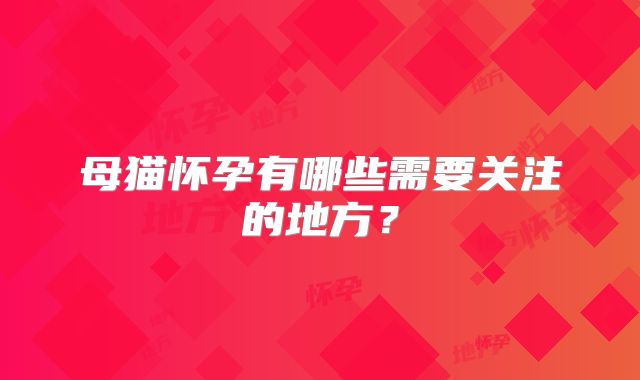 母猫怀孕有哪些需要关注的地方？
