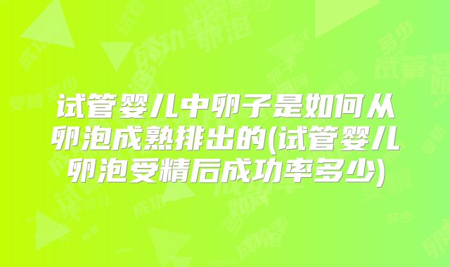试管婴儿中卵子是如何从卵泡成熟排出的(试管婴儿卵泡受精后成功率多少)