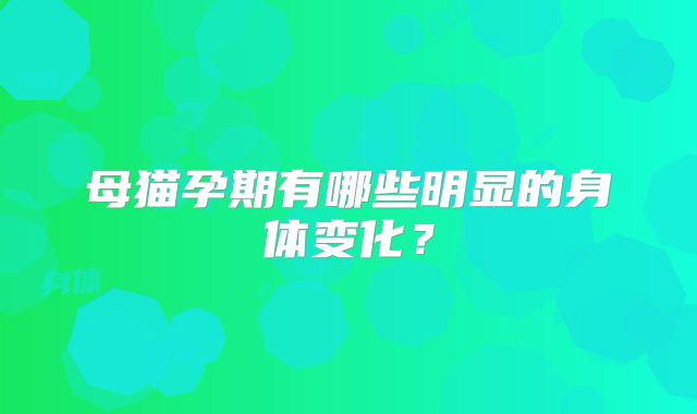母猫孕期有哪些明显的身体变化?