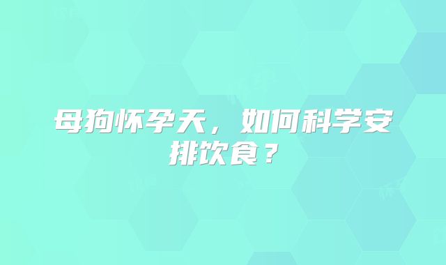 母狗怀孕天,如何科学安排饮食?