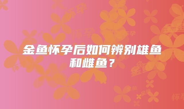 金鱼怀孕后如何辨别雄鱼和雌鱼？