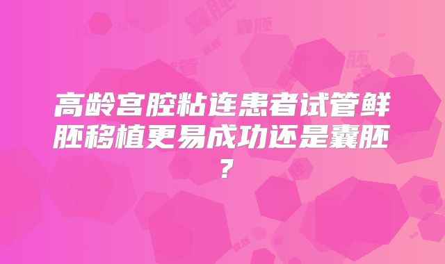 高龄宫腔粘连患者试管鲜胚移植更易成功还是囊胚？