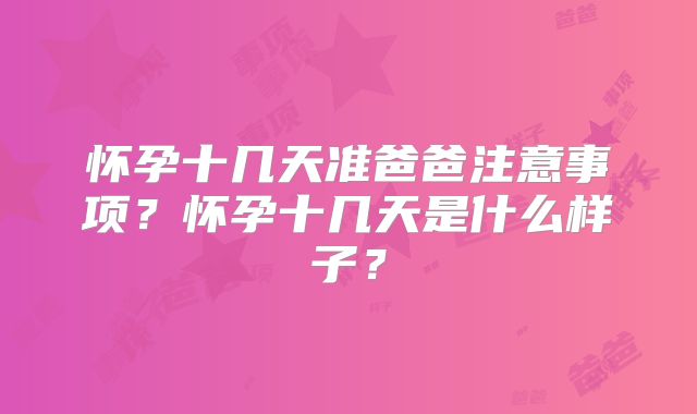 怀孕十几天准爸爸注意事项？怀孕十几天是什么样子？
