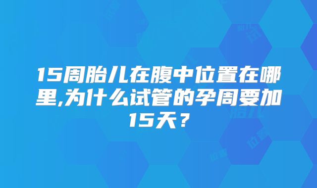 15周胎儿在腹中位置在哪里,为什么试管的孕周要加15天？