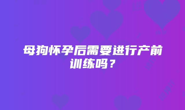 母狗怀孕后需要进行产前训练吗?