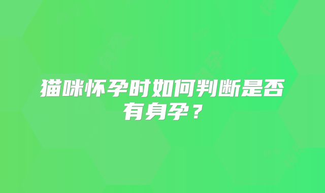 猫咪怀孕时如何判断是否有身孕？