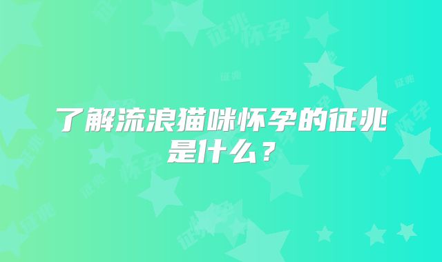 了解流浪猫咪怀孕的征兆是什么?