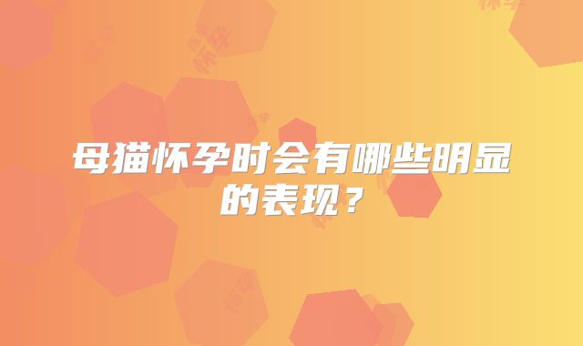 母猫怀孕时会有哪些明显的表现？