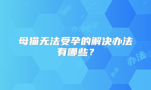 母猫无法受孕的解决办法有哪些?