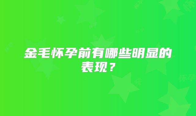 金毛怀孕前有哪些明显的表现？