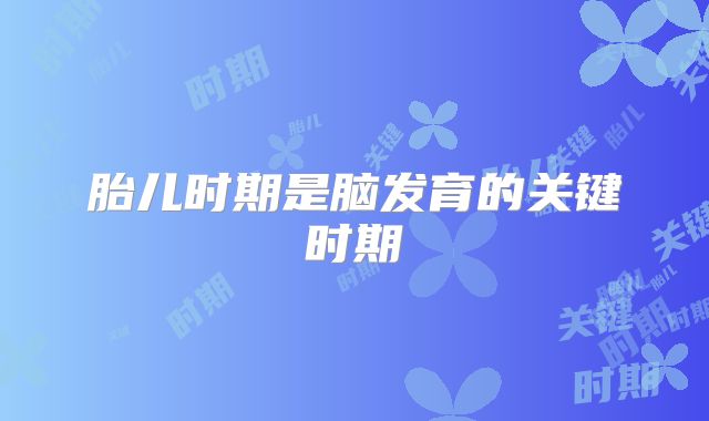胎儿时期是脑发育的关键时期