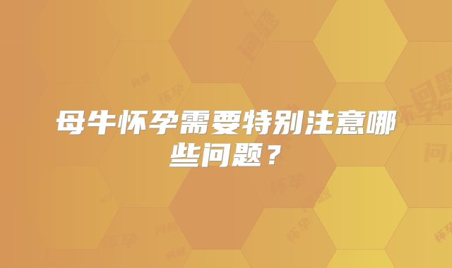母牛怀孕需要特别注意哪些问题?