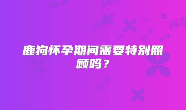 鹿狗怀孕期间需要特别照顾吗？