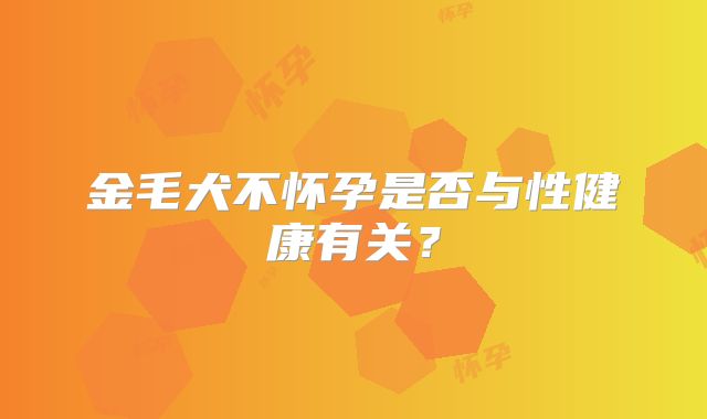 金毛犬不怀孕是否与性健康有关?