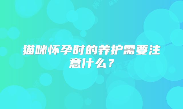 猫咪怀孕时的养护需要注意什么?