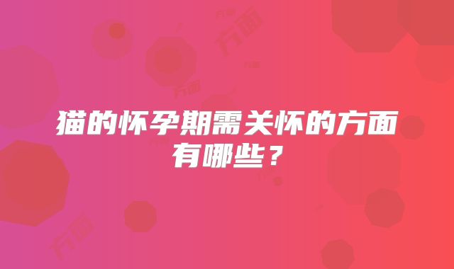 猫的怀孕期需关怀的方面有哪些?