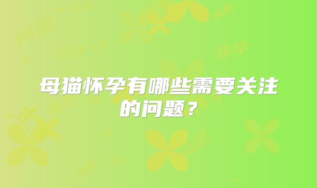 母猫怀孕有哪些需要关注的问题?