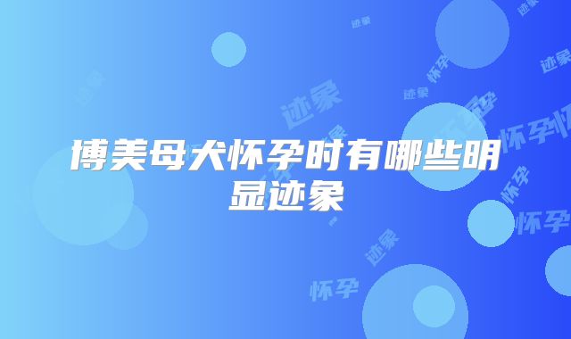 博美母犬怀孕时有哪些明显迹象