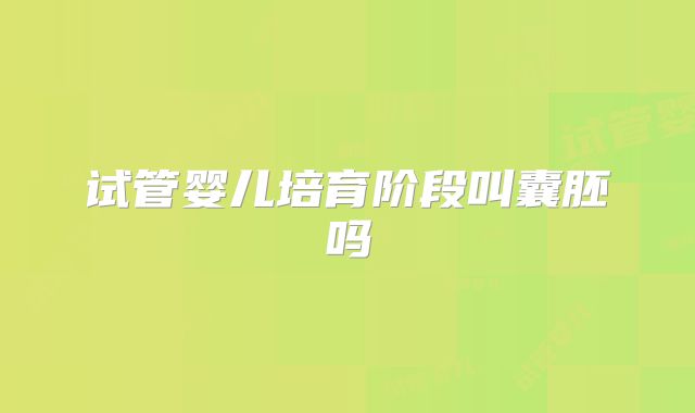 试管婴儿培育阶段叫囊胚吗