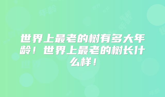 世界上最老的树有多大年龄!世界上最老的树长什么样!