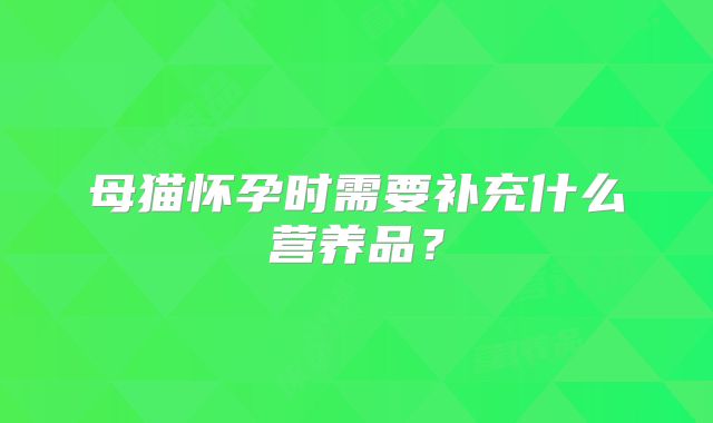 母猫怀孕时需要补充什么营养品?