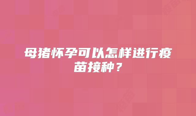 母猪怀孕可以怎样进行疫苗接种?