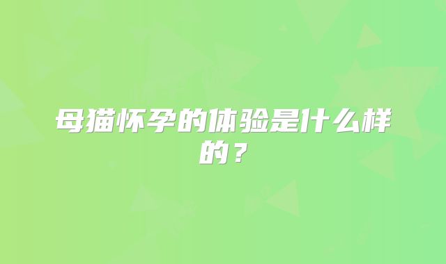 母猫怀孕的体验是什么样的？