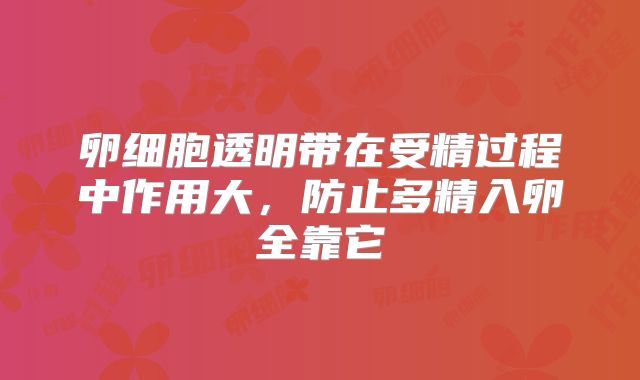 卵细胞透明带在受精过程中作用大,防止多精入卵全靠它