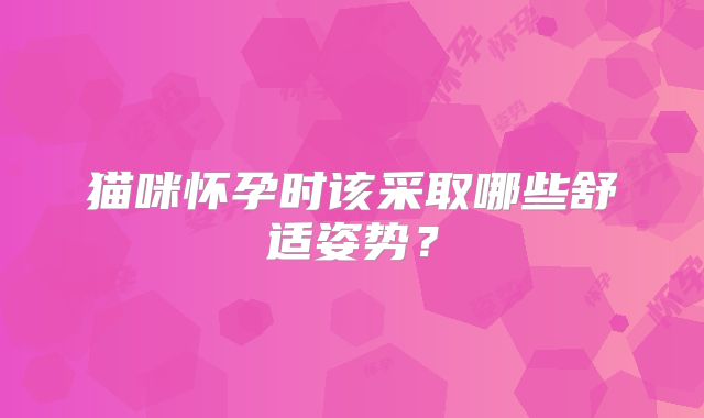 猫咪怀孕时该采取哪些舒适姿势？