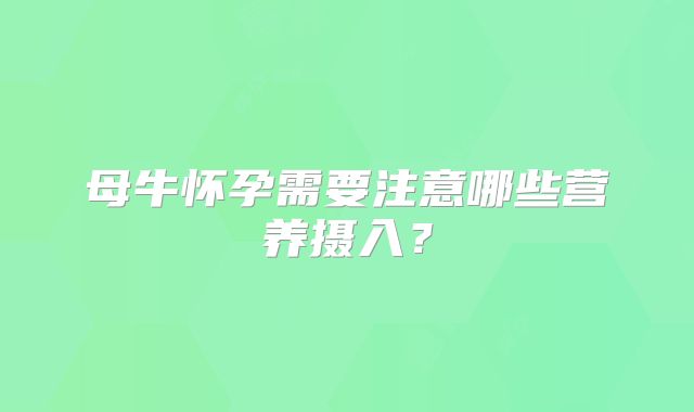 母牛怀孕需要注意哪些营养摄入?