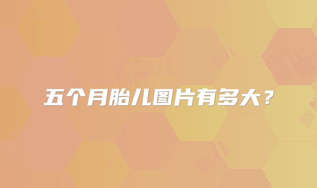 五个月胎儿图片有多大?